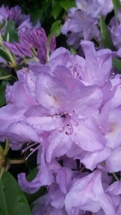Nieuwkomers -PlantenPracht Winkel rhodo boursault 1
