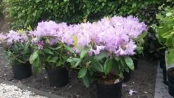 Rhododendron (Rhododendron Catawbiense 'Boursault') -PlantenPracht Winkel rhodo boursault 2