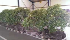 Rhododendron (Rhododendron 'Cunningham White') 37 Rhododendron (Rhododendron 'Cunningham White') -PlantenPracht Winkel rhodo cun white