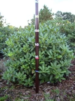 Rhododendron (Rhododendron 'Cunningham White') 39 Rhododendron (Rhododendron 'Cunningham White') -PlantenPracht Winkel rhodod cun white 1