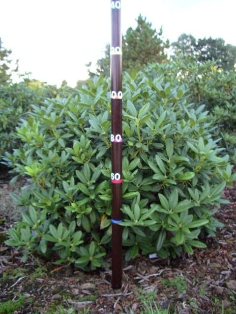 Rhododendron (Rhododendron 'Cunningham White') 21 Rhododendron (Rhododendron 'Cunningham White') - Afbeelding 19