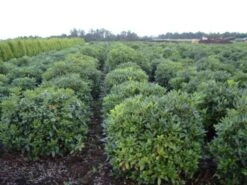 Rhododendron (Rhododendron 'Cunningham White') 38 Rhododendron (Rhododendron 'Cunningham White') -PlantenPracht Winkel rhodod cun white 2 1