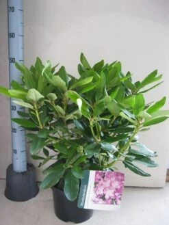 Rhododendron (Rhododendron Catawbiense 'Boursault') -PlantenPracht Winkel rhododendron boursault c5 aug 2