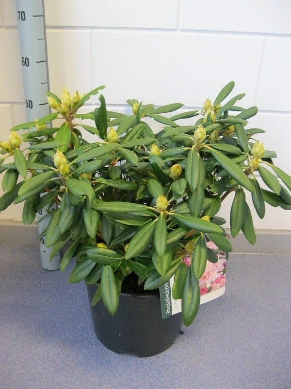 Dwergrhododendron (Rhododendron 'Caroline Allbrook') 4 Dwergrhododendron (Rhododendron 'Caroline Allbrook') - Afbeelding 2