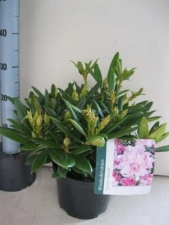 Dwergrhododendron (Rhododendron 'Caroline Allbrook') -PlantenPracht Winkel rhododendron caroline allbrook c5 aug 2