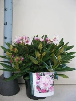 Dwergrhododendron (Rhododendron 'Caroline Allbrook') -PlantenPracht Winkel rhododendron caroline allbrook c5 sept 1 2