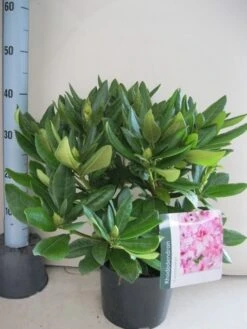Rhododendron (Rhododendron 'Cosmopolitan') -PlantenPracht Winkel rhododendron cosmopolotan c5 aug