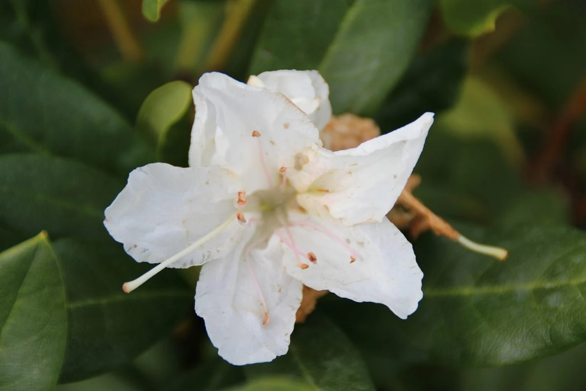 Rhododendron (Rhododendron 'Cunningham White') 5 Rhododendron (Rhododendron 'Cunningham White') - Afbeelding 3