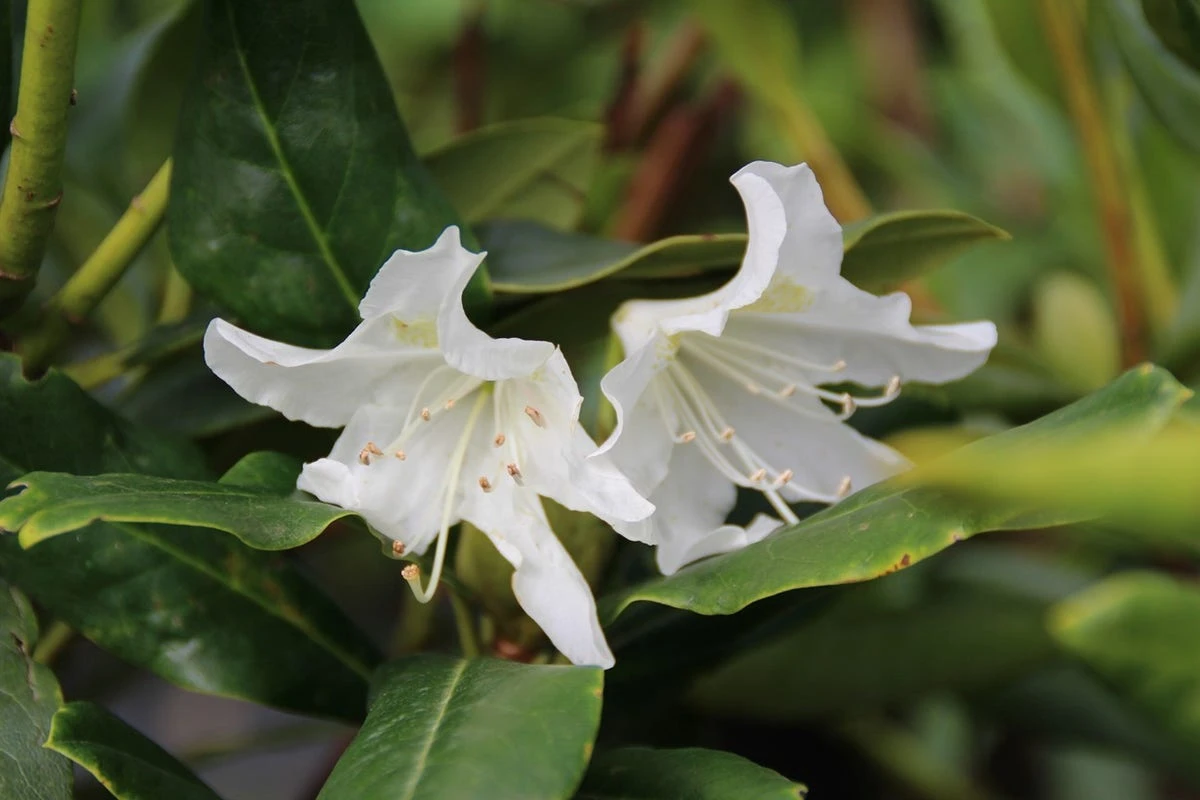 Rhododendron (Rhododendron 'Cunningham White') 4 Rhododendron (Rhododendron 'Cunningham White') - Afbeelding 2