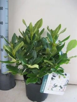 Rhododendron (Rhododendron 'Cunningham White') 35 Rhododendron (Rhododendron 'Cunningham White') -PlantenPracht Winkel rhododendron cunninghams white c5 aug