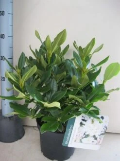 Rhododendron (Rhododendron 'Cunningham White') 24 Rhododendron (Rhododendron 'Cunningham White') -PlantenPracht Winkel rhododendron cunninghams white c5 aug 1 2