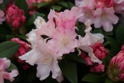 Dwergrhododendron (Rhododendron 'Dreamland') -PlantenPracht Winkel rhododendron dreamland 2
