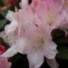 Dwergrhododendron (Rhododendron 'Dreamland') -PlantenPracht Winkel rhododendron dreamland 2