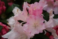 Dwergrhododendron (Rhododendron 'Dreamland') -PlantenPracht Winkel rhododendron dreamland 3 2