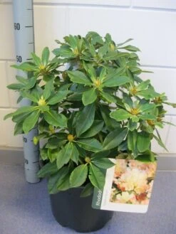 Dwergrhododendron (Rhododendron 'Golden Torch') -PlantenPracht Winkel rhododendron golden torch c12 november 2