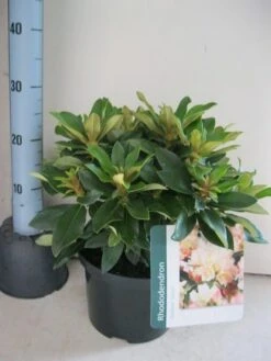 Dwergrhododendron (Rhododendron 'Golden Torch') -PlantenPracht Winkel rhododendron golden torch c5 aug