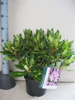 Rhododendron (Rhododendron 'Goldflimmer') 31 Rhododendron (Rhododendron 'Goldflimmer') -PlantenPracht Winkel rhododendron goldflimmer c5 aug 1