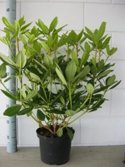 Rhododendron (Rhododendron Catawbiense 'Grandiflorum') -PlantenPracht Winkel rhododendron grandiflorum 50 60 1 1