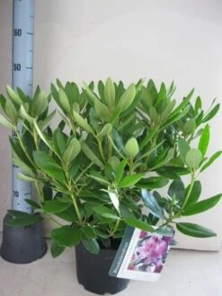 Rhododendron (Rhododendron Catawbiense 'Grandiflorum') -PlantenPracht Winkel rhododendron grandiflorum c5 aug 1