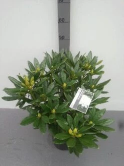 Rhododendron (Rhododendron 'Madame Masson') -PlantenPracht Winkel rhododendron madame masson 2