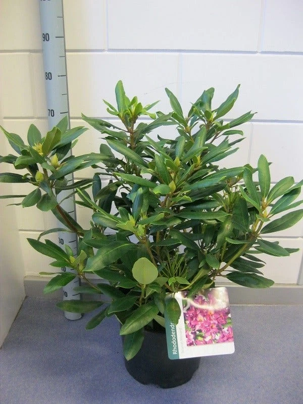Rhododendron (Rhododendron 'Marcel Menard') 4 Rhododendron (Rhododendron 'Marcel Menard') - Afbeelding 2