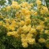 Azalea (Rhododendron 'Mollis' Geel) -PlantenPracht Winkel rhododendron mollis geel 1