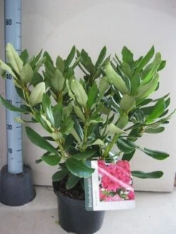 Rhododendron (Rhododendron 'Nova Zembla') -PlantenPracht Winkel rhododendron nova zembla c5 aug 1 3