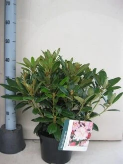 Rhododendron (Rhododendron 'Percy Wiseman') -PlantenPracht Winkel rhododendron percy wiceman c5 aug 1