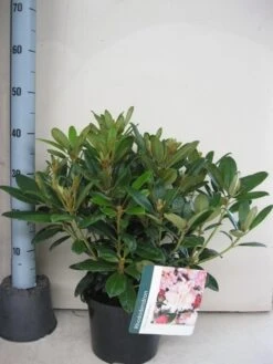 Rhododendron (Rhododendron 'Percy Wiseman') -PlantenPracht Winkel rhododendron percy wiceman c5 aug 1 1