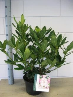 Bosrhododendron (Rhododendron Ponticum 'Roseum') -PlantenPracht Winkel rhododendron ponticum roseum c5 oktober 1