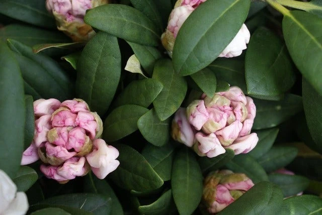 Dwergrhododendron (Rhododendron 'Porzellan') 4 Dwergrhododendron (Rhododendron 'Porzellan') - Afbeelding 2