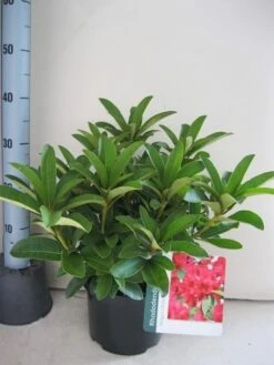 Rhododendron (Rhododendron 'Wilgen's Ruby') -PlantenPracht Winkel rhododendron wilgens ruby c5 aug 1