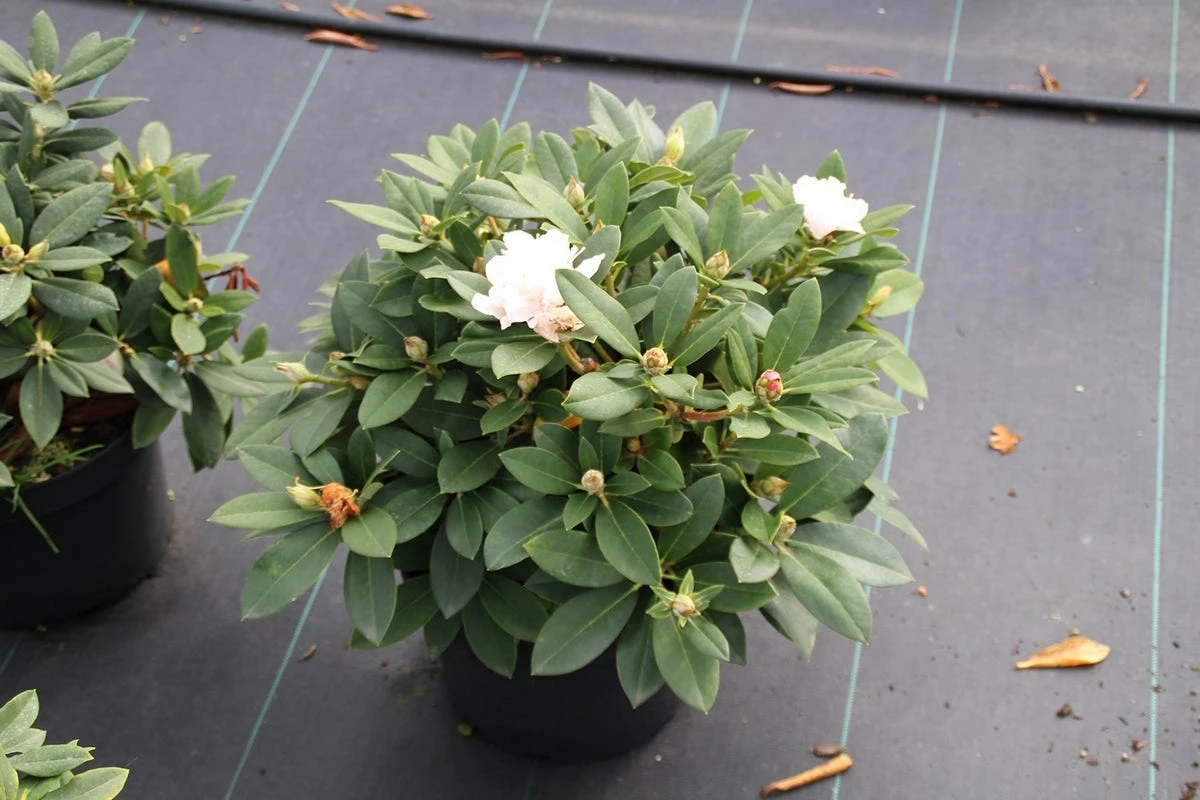 Dwergrhododendron (Rhododendron 'Golden Torch') 8 Dwergrhododendron (Rhododendron 'Golden Torch') - Afbeelding 6