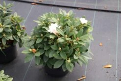 Dwergrhododendron (Rhododendron 'Golden Torch') -PlantenPracht Winkel rhododendron y. golden torch 5