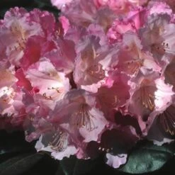 Dwergrhododendron (Rhododendron 'Polaris') -PlantenPracht Winkel rhpolari 2 3