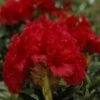 Rhododendron (Rhododendron 'Red Jack') -PlantenPracht Winkel rhrjack 2