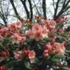 Rhododendron (Rhododendron 'Virginia Richards') -PlantenPracht Winkel rhvricha 2 2