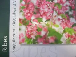 Ribes (Ribes Sanguineum 'King Edward VII') -PlantenPracht Winkel ribes king edward