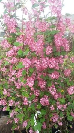 Ribes (Ribes Sanguineum 'King Edward VII') -PlantenPracht Winkel ribes king edward2