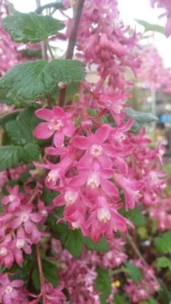 Ribes (Ribes Sanguineum 'King Edward VII') -PlantenPracht Winkel ribes king edward 2