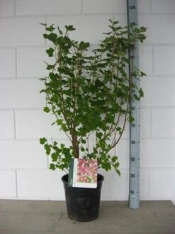 Ribes (Ribes Sanguineum 'King Edward VII') -PlantenPracht Winkel ribes king edward c7 april