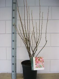 Ribes (Ribes Sanguineum 'King Edward VII') -PlantenPracht Winkel ribes king edwards iv c7 okt