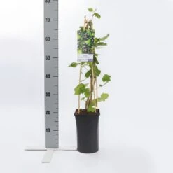 Zwarte Bes (Ribes Nigrum 'Ben Nevis') -PlantenPracht Winkel ribes nigrum ben nevis 1