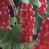Rode Bes Op Stam (Ribes Rubrum 'Jonkheer Van Tets') 2 Rode Bes Op Stam (Ribes Rubrum 'Jonkheer Van Tets') -PlantenPracht Winkel ribes rubrum jonkheer van tets 3 1