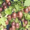 Rode Kruisbes Op Stam (Ribes Uva-crispa 'Hinnonmaki Röd') -PlantenPracht Winkel ribes uva crispa hinnom ki r d 2 1 1