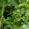 Groene Kruisbes Op Stam (Ribes Uva-crispa 'Hinnonmaki Grön') 1 Groene Kruisbes Op Stam (Ribes Uva-crispa 'Hinnonmaki Grön') -PlantenPracht Winkel ribes uva crispa hinnonmaeki 3