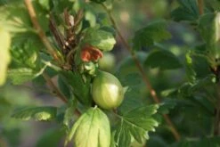 Groene Kruisbes Op Stam (Ribes Uva-crispa 'Hinnonmaki Grön') -PlantenPracht Winkel ribes uva crispa hinnonmaki gr n lage res 1