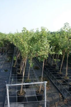 Groene Kruisbes Op Stam (Ribes Uva-crispa 'Hinnonmaki Grön') -PlantenPracht Winkel ribes uva crispa hinnonmaki gr n stam lage res