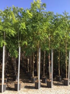 Acacia (Robinia Margaretta 'Casque Rouge') 15 Acacia (Robinia Margaretta 'Casque Rouge') -PlantenPracht Winkel robinia caque rouge 8 10