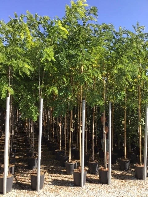 Acacia (Robinia Margaretta 'Casque Rouge') 9 Acacia (Robinia Margaretta 'Casque Rouge') - Afbeelding 7